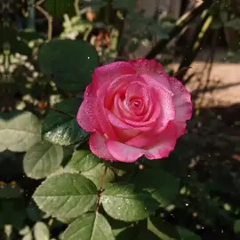 @مَـريم المَـهدويه•🫧 @رضآۆيَ💙 @تُـبـاࢪكِ☪︎. انتوا المقصود بالنسبة الي اخوتي💙🫶🏻.  .  .  .  .  .  .  .  .  .  .  #متابعيني #فاطمة_الزهراء_عليها_السلام #fffffffffffyyyyyyyyyyypppppppppppp #ياعلي_مولا_عَلَيہِ_السّلام #اهل_البيت_عليهم_سلام #foryou 