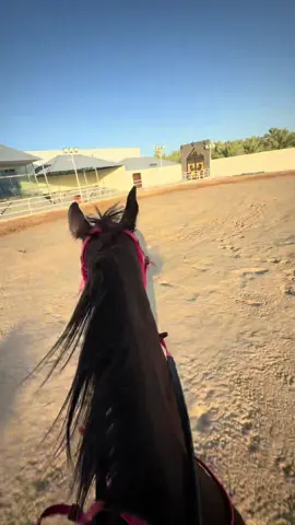 The best thing anyone can ever do is ride a horse🥹🐎. #مربط_البراء_النسائي #فروسية #عالم_الخيل #Horses #HorseLover #HorseRiding #Equestrian #EquestrianLife #HorseTraining #HorseRider #ShowJumping #Dressage #Pony