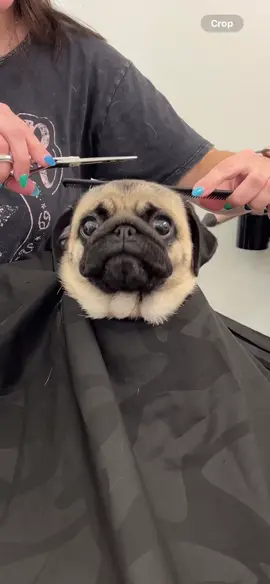 ducky got a fresh new cut today 🥹 #moxihairsalon #pugsoftiktok 