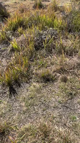 #sabanabromo #bukitteletubiesbromo 