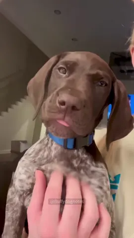 The yawning dog.#dog #funny #dogsoftiktok #pet #funnyvideo #cutedog #doglife #foryou#usa 