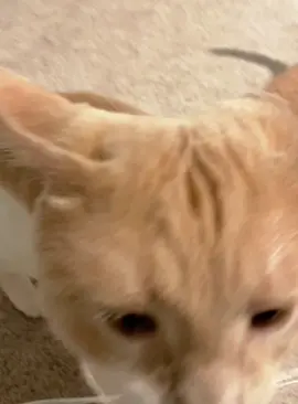 When my cat ate catnip for the first time #cat #funnycat #cats #funnyvideos #fyp 