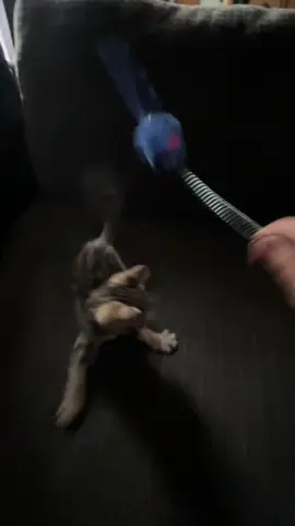 Playing time #new #kitty #fyp #cute #adorable 