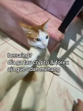 #areagayabebas #crypto #forex #fyp  #lewatberanda #bersaing? 