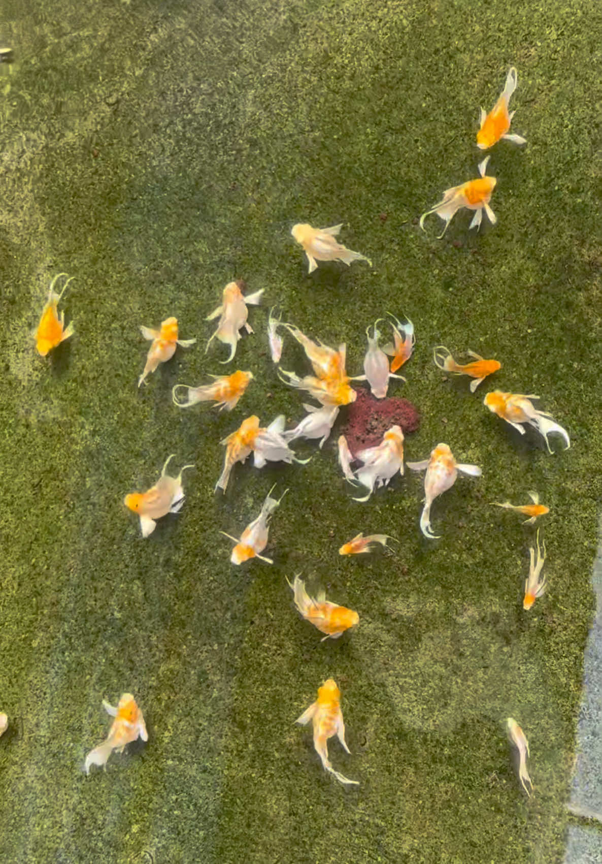 Bình yên là trong hồ có cá và chúng vẫn khoẻ mạnh 😂 #mollybentre #xh #xuhuong #viral #mollyfarm 