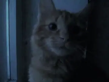 Black sheep lyrics | ”it's a mechanical bull„ * #scottpilgrim #ramonaflowers  #lyricsvideo #blacksheep #aestheticvideo #nightvibes #cat #song 