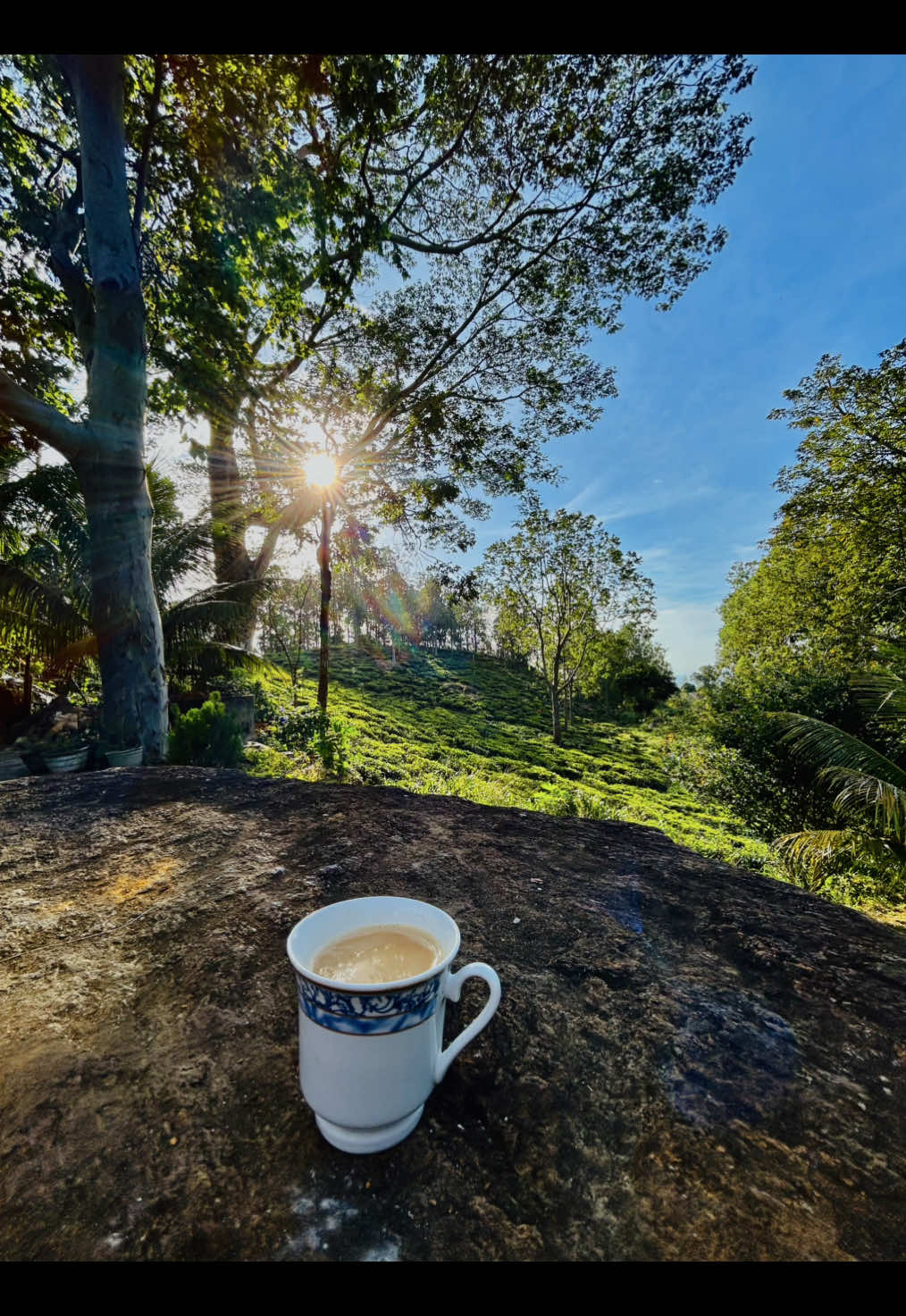 Morning Tea 🌿🤍 #solowhisper #tea #srilanka 