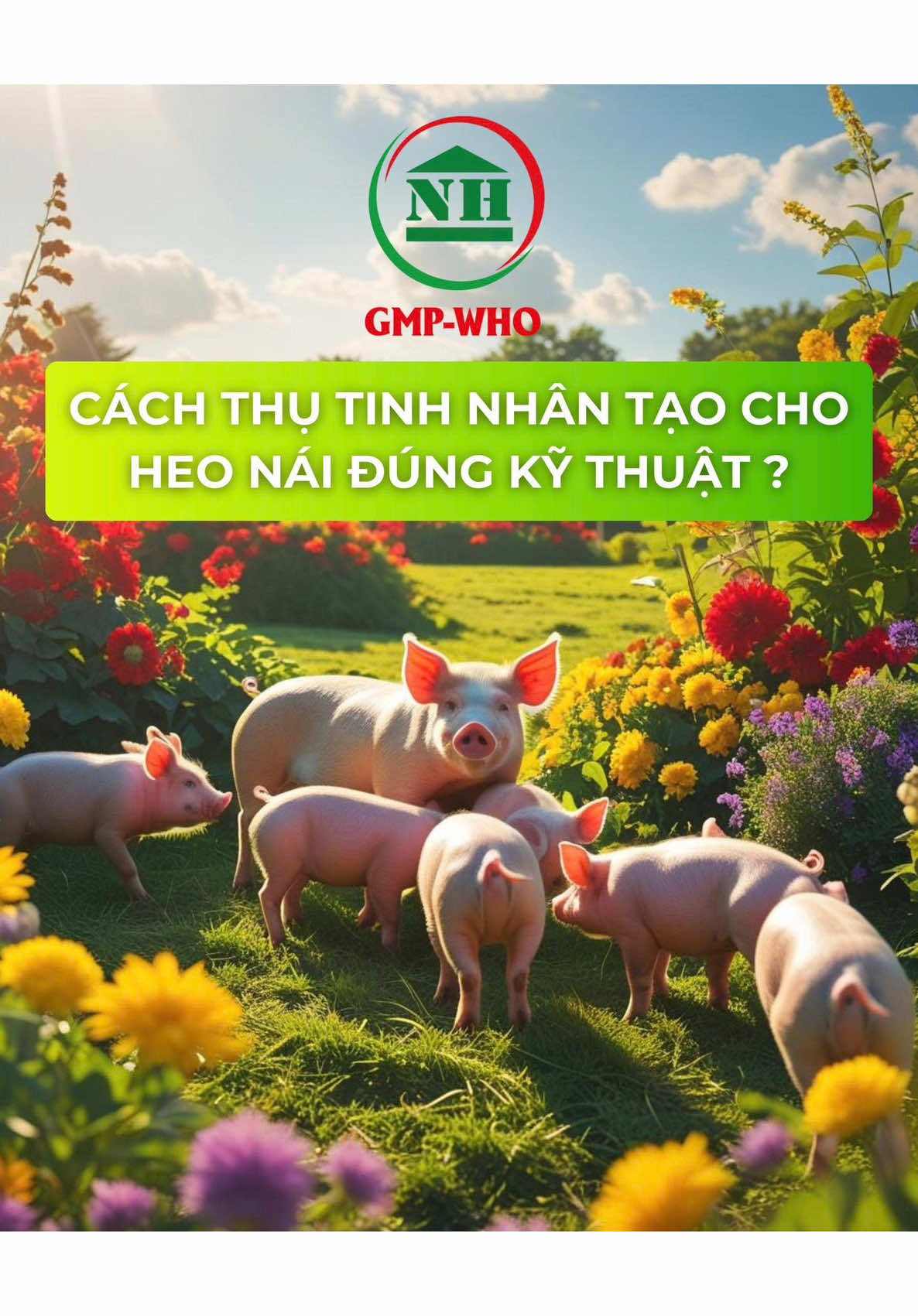 🐷 Cách thụ tinh nhân tạo cho heo nái đúng kỹ thuật ? 🐖❤️ #ngocha #ngochathuy #nppngocha #thuocthuy #heonai #nuoiheo #xuhuong #viral #fyp