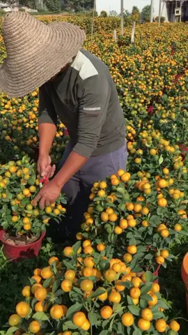 jeruk santang madu cepat di buahkan,sudah hasil okulasi dari indukan yang sudah pernah berbuah,,  jadi cepat di buahkan.  #jerukmanis #jeruk #jeruksantangmadu #jerukmandarin #jeruksantang #bibit #fyp 