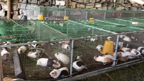 Hi lại là em đây ạ☺️ lâu lâu cập nhật trại cho các bác xem ạ#trending #chuotlang #bọú 