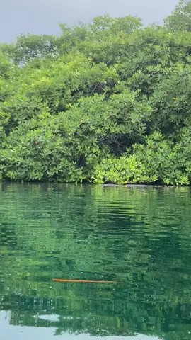 Trying to enjoy the cenote when a 🐊 just causally swims by us 🥴 #vacay #mexico #cenote #crocodile #tulum #fyp #panchito #sos #jet2holidays 