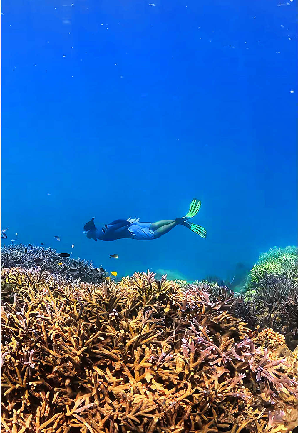 Underwater life🐟🤿🌊 #gilinanggu #snorkeling #freedive #divemaster #ocean #sea #fyp #viral 