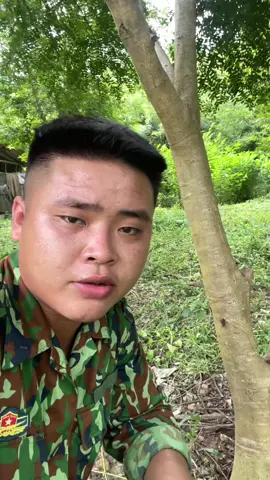Tại sao cây bồ kết lại không có gai ?