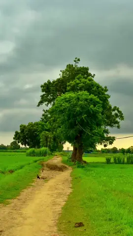 #🍂میرا-سونا_ پنڈ_لنگے-ضلع -سیالکوٹ🌅🍃🌾❤️#shabanhaider1000✅🌱 #foryoupage #unfrezzmyaccount 