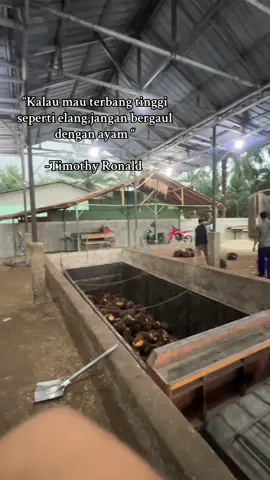 Ga mau buang br di ram msp Sidodadi? Harga brondolan mendekati harga emas lo 4150/kg… #fyp #fyppppppppppppppppppppppp #CapCut 
