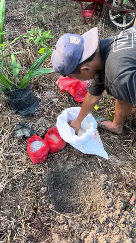 Kutanam Ppks yangambi ini Insya Allah 2027 panen kita 🤘🥰 #ppksyangambi #sawitunggul #balaibenih 