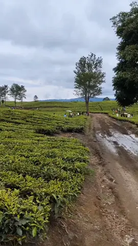 Rally SeAsia aprc 10 Agustus 2025 Start awal ss-77 Gorbus #aprc #rally #rallydanautoba #rallyindonesia #auto #kebunteh #coba #pink #trypink #fyp 