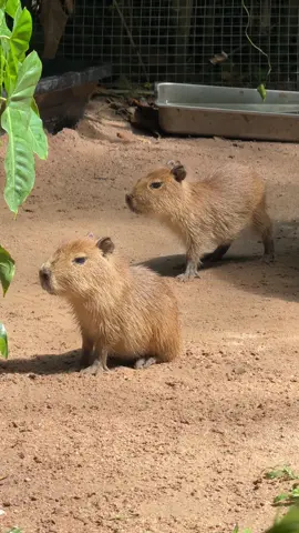 หมามะพร้าวรุ่นใหม่ล่าสุด เกิดมาก็ตึงเลย #capybara 