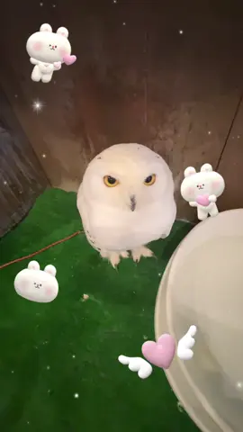 ban🌟🦉🪽 #フクロウ #ふくろうカフェ #アニマルカフェ #owl #owls #owlcafe #animals 