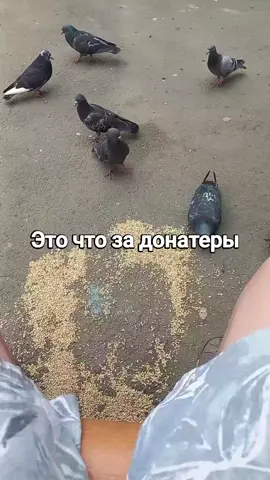 плпвшпр #голубь #голубь #fyp 