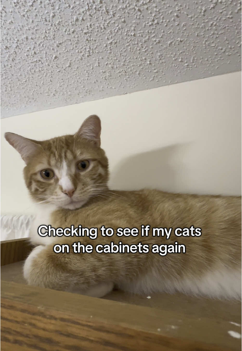 he there or nah #catsoftiktok #cats #catsmoves #viralpets #animals #mycat #catslovers 