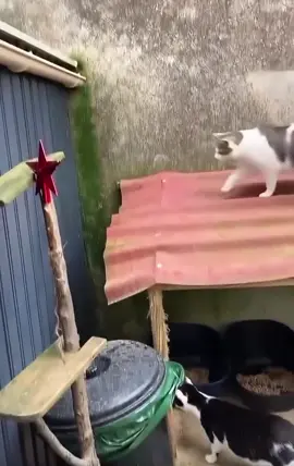 kucing jatuh #fyppppppppppppppppppppppp #fyp #kucinglucu #kucingtiktok 