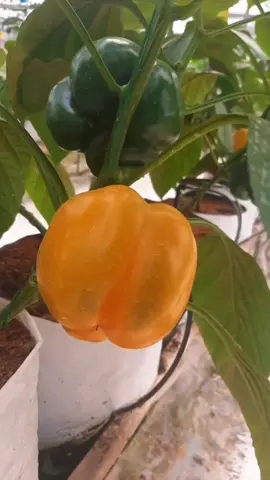 Paprika kuning bisa tumbuh baik di Indonesia.