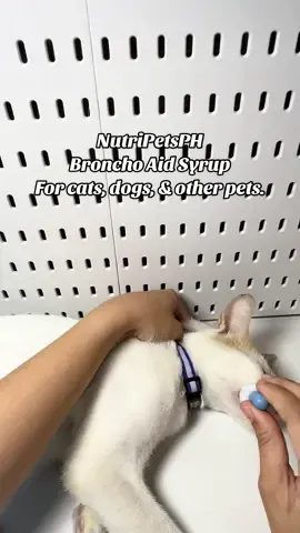 A few drops of Broncho Aid Syrup can help fight cough, colds, fever, and runny nose of your cats and dogs. #catsoftiktok #bronchoaid #bronchoaidnutripets #catproblems #catcare #cathealth #sickcat #petwellness #petsupplements #petcare #petcaretips 