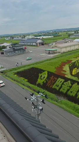 #第一会場 #第二会場 #田んぼアート発祥地の本物 