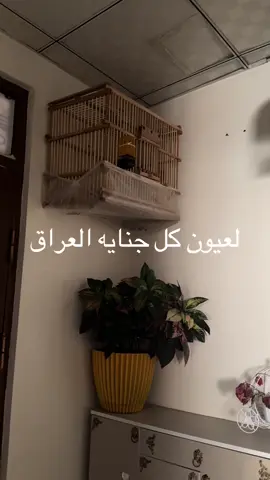 #foryou #foryoupage #frypシ #slemani #hawler #duhok 