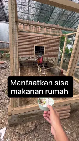 Ini adalah salah satu cara saya menerapkan peternakan rumahan yang berkelanjutan. Dengan memanfaatkan sisa makanan, kita tidak hanya menghemat biaya pakan, tapi juga menciptakan ekosistem kecil di mana tidak ada yang terbuang sia-sia. Ayam-ayam ini tidak hanya menjadi peliharaan, tapi juga bagian dari siklus daur ulang alami di rumah. Dari dapur ke kandang, semuanya saling terhubung.