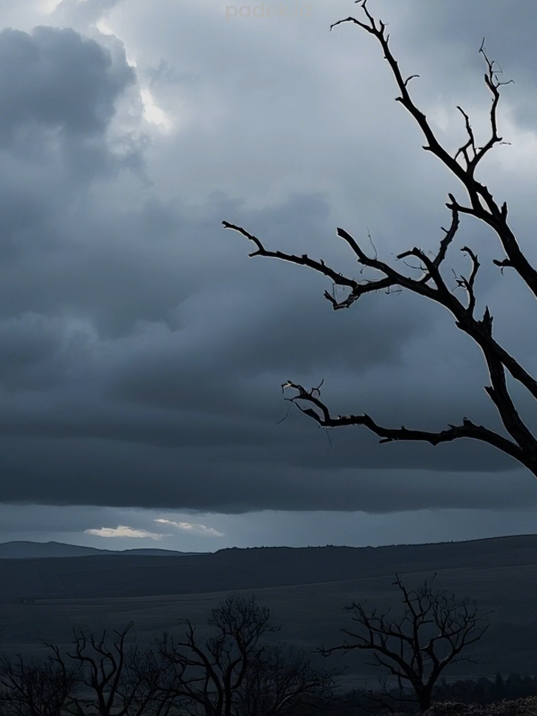 Berhenti menyiram tanaman yang sudah mati. Saling menghargai itu omong kosong, semua tergantung kepentingan, kita itu hanya dihargai ketika dibutuhkan. #katakatabijak #quotes #motivasi #inspirasi #katahati #status #story #reminder #pengingatdiri #viral #fyp