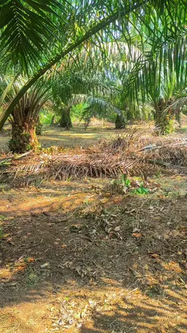 Alhamdullilah 90% 🥵💦 #Hanyapetenisawit #Petanisawitmuda #Sawit #BosSawit #SawitUnggul #JuraganSawit #SawitJambi #SawitBatangHari #Brondol #BungaSawit #KebunSawit #BuahSawit #BatangSawit #Tongkos #Jangkos #Pruning #DodosSawit #EgrekSawit #PiriganSawit #PupukSawit #NPK #Urea #TSP #KCLMOP #Borat #Dolomit #Kisrite