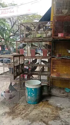 #merpatikolong #merpatilovers #merpatikolongbebas #fypage #fpy_tiktok #fpyツ #yfpcn #yfpシyfpシ #fyp #merpatiindonesia #fypシ゚viral #fypシ゚ 