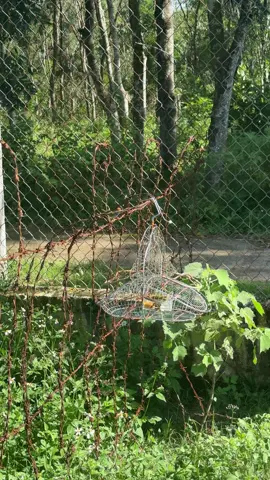 Nắng lên chim đẹp quá 😍 #chimsau #damechimcanh #baychimsau #chimsauduahotdau #xuhuong 