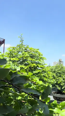 trời xanh mây trắng #maivang #bonsai #caycanh #nhontrach 