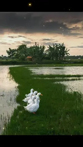 နေပျော်စရာချိန်တွေကုန်သွားတဲ့ဘဝမှာ...#🎧 #မိုးအေးအေးနဲ့နဲနဲfeelမယ်💔🥀 #သီချင်းလေးတွေတင်မယ် #သီချင်းဟောင်းသီချင်းကောင်းလေးများ #coversongဂေးဂေး 