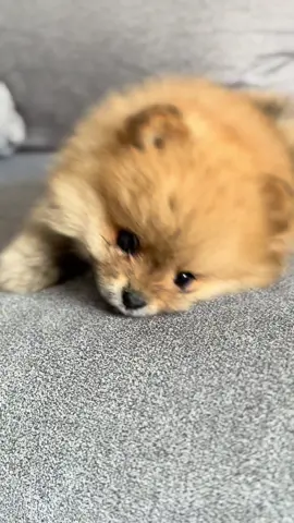 #pomeranian #pompuppy #puppybath #fluffydog #puppy 
