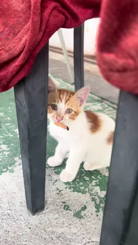 kucing 2025 semakin kacip heh 😡