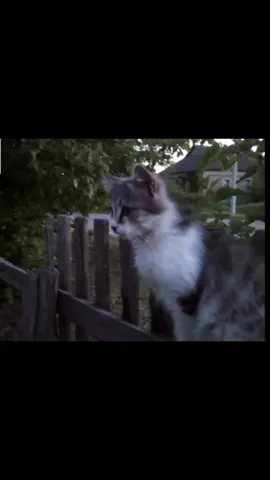 #cat#кот#aquakey#lyrics#lyric #lyrics_songs@aquagwap#aquagwap#рек#fyp 