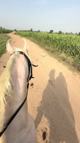 #ruqiamudassar #fyp #horsegirl #equestrian #desihorses #horseriding 