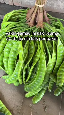 pete baru petik kak masih fresh🥰#fyp #viral #wonogiri24jam #xyzbca #masukberandafyp #padahariini #wonogiritiktok #fypシ #wonogiri #wonogirihits #masukberanda #peteasliwonogiri 