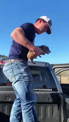 Funny pig #pig #plggy #pigsoftiktok #pigsoftiktok🐽 #pigs #foryou #funny #animals #funnyvideo #tiktok