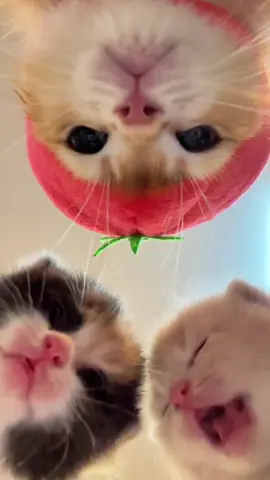 #Cat#cute#tik#foryou#fyp#tiktok 