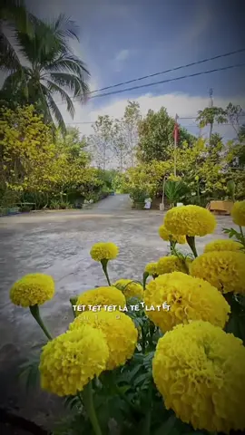 🌸🌸🌸🌸🌸🌸🌸🌸🌸🌸#nhachaymoingay #tet #tet2026 #tetnguyendan2026 #xuhuong #xuhuongtiktok #nhacnaychillphet #thanhthoiluottet 