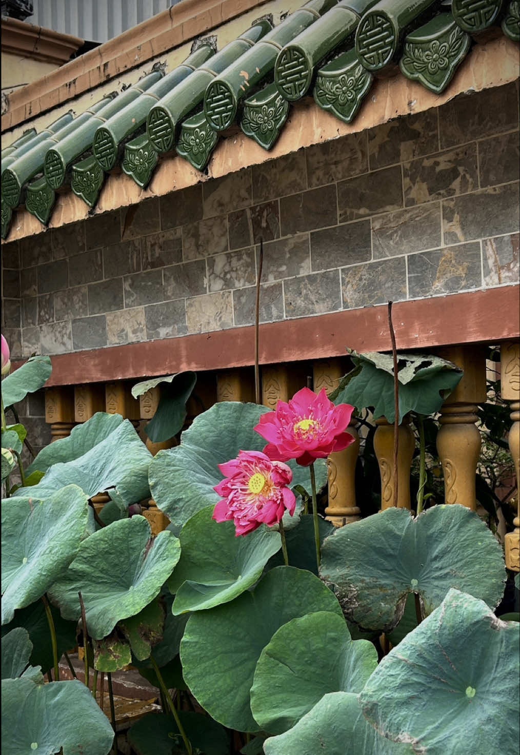 #hoasen #phatphapnhiemmau #tuoitrehuongphat #phat #mẹ #xuhuong #vulanbaohieu 