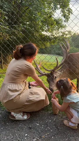 #germany #діти #літо #олені #кабан #тваринки 