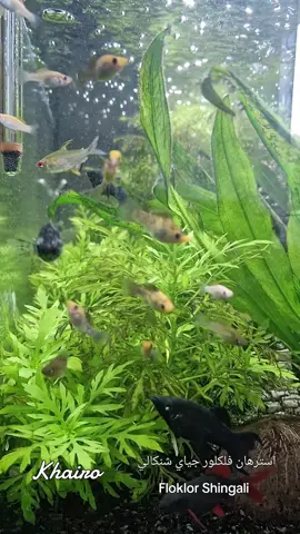 #صبري_شنكالي #صبري_شنكالي_خلو_شنكالي #aquarium #فلكلور_شنكال #Floklor_shingal 
