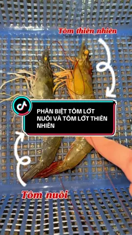 Cách phân biệt tôm nuôi và tôm thiên nhiên #fyp #xuhuong #trending #haisan #haiphong 