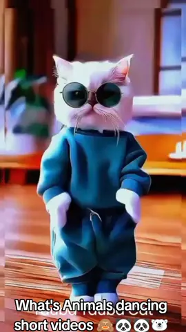 What's funny animals dancing short videos 🙈🐼🐻‍❄️